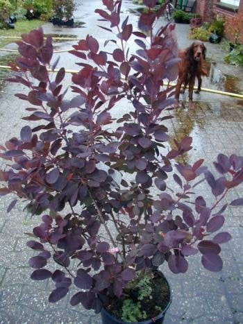 roter Perückenstrauch Royal Purple