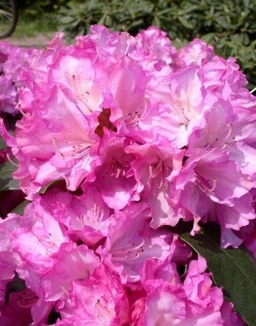 Yakushima Alpenrose Blurettia - kaufen & pflegen