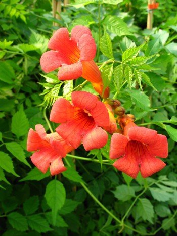 Trompetenblume Madame Galen 80 -100 cm hoch - kaufen & pflegen