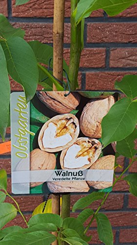 veredelte Walnuss Juglans regia Busc | Plantenwelt Wiesmoor