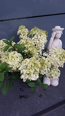 NEUHEIT! Rispenhortensie Hydrangea paniculata Bobo – blühende Pflanze
