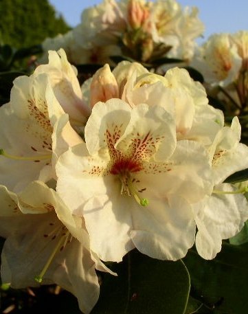 Alpenrose Goldbukett - kaufen & pflegen