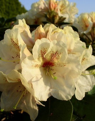 Alpenrose Goldbukett - kaufen & pflegen