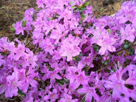 Japanische Azalee Rhododendron obtus…