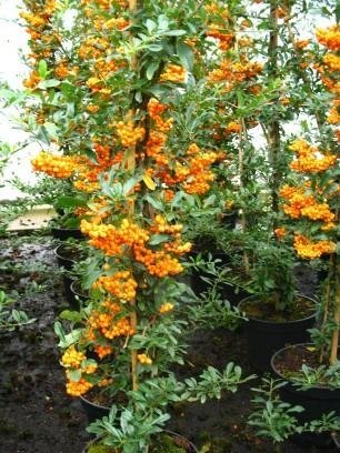 Feuerdorn - Pyracantha 'Orange Charm…