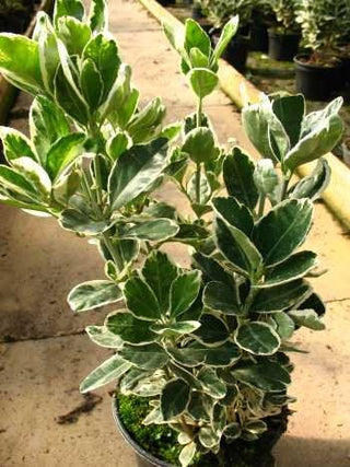 immergrüner Spindelstrauch Euonymus japonica Kathy – Laub aus der Nähe
