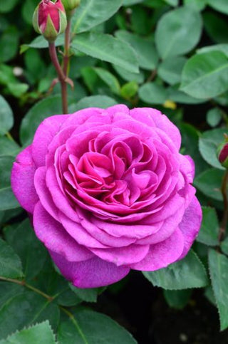 Beetrose Purple Rain -R- violettblau gefüllt blühend – Blüte in Nahaufnahme