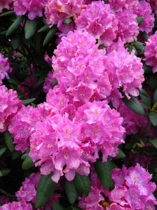 Alpenrose Roseum Elegans – Blüte in Nahaufnahme