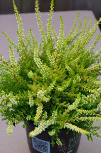 Sommerheide Calluna vulgaris Garden Girls ® gelblaubig weiß blühend 15 - 20 cm breit im 1 L Pflanzontainer