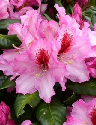 Alpenrose Diadem – Blüte in Nahaufnahme