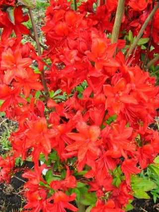 Garten Azalee Fireball – blühende Pflanze