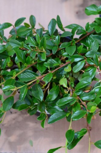cotoneaster bodendecker düngen Teppichmispel Cotoneaster dammeri ra…