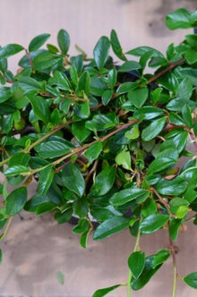 Teppichmispel Cotoneaster dammeri radicans - kaufen & pflegen