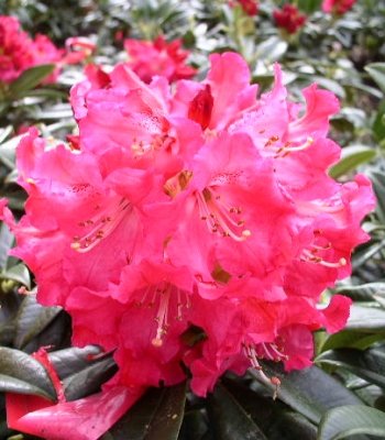 Alpenrose Berliner Liebe INKARHO - kaufen & pflegen