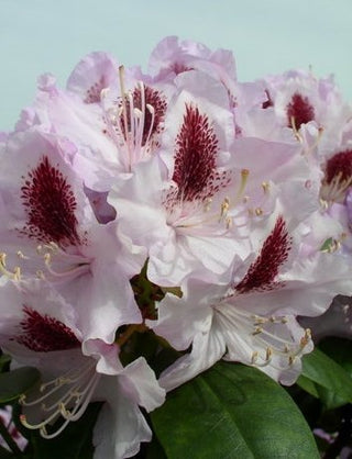 Alpenrose Humboldt – Blüte in Nahaufnahme