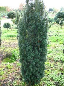 Säuleneibe - Taxus baccata Fastigiata Robusta – ausgewachsenes Exemplar im Freiland