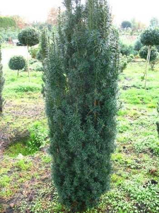 Säuleneibe - Taxus baccata Fastigiata Robusta - kaufen & pflegen