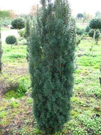 Säuleneibe - Taxus baccata Fastigiata Robusta - kaufen & pflegen