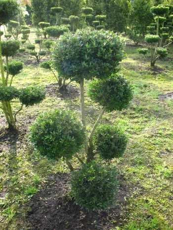 Groß-Bonsai Glorie Gem Buchsbaum-Ersatz