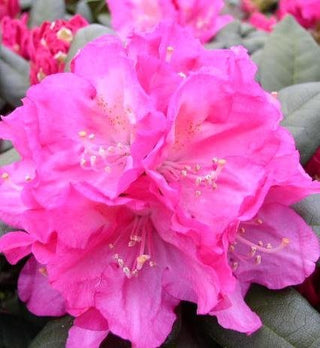 Yakushima Alpenrose Polaris – Blüte in Nahaufnahme