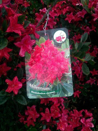 duftende Garten Azalee Millennium – blühende Pflanze