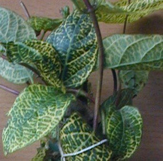 Geißblatt buntblättrig, Lonicera japonica Aureoreticulata - kaufen & pflegen