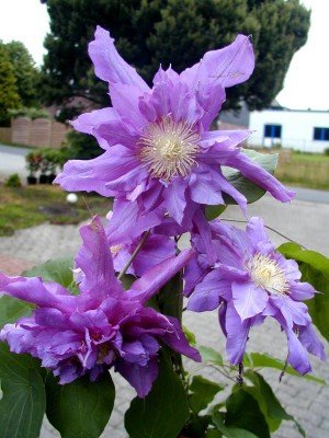 Waldrebe Vyvyn Pennell - kaufen & pflegen