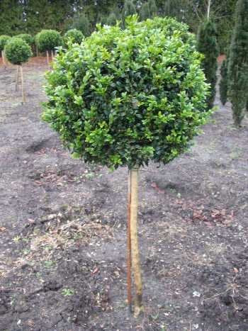 Buchsbaum Stamm Buxus sempervirens arborescens - kaufen & pflegen