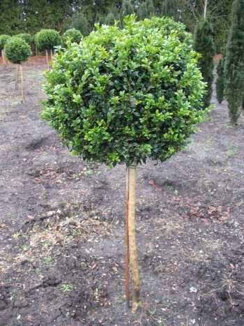 Buchsbaum Stamm Buxus sempervirens arborescens