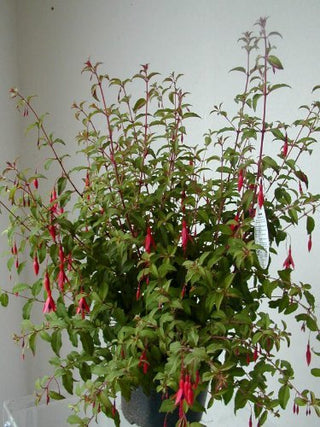 winterharte Fuchsie Fuchsia magellanica gracilis – blühende Pflanze