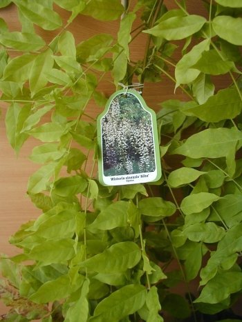 Glyzinie Alba