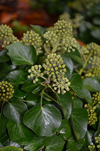 Zwerg Strauch Efeu Hedera helix Arob…