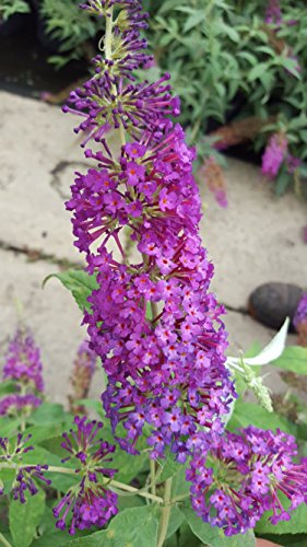 Zwerg-Schmetterlingsstrauch Buddleja Buzz Pink Purple - kaufen & pflegen