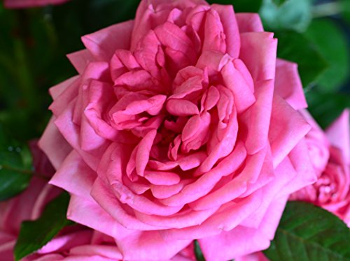 Nostalgie Edelrose Augusta Luise jetzt ca. 40 cm hoch - kaufen & pflegen