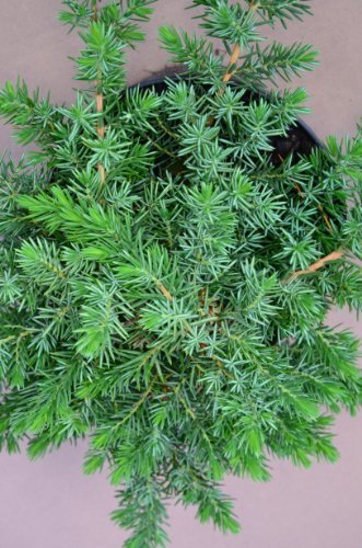 Küsten Kriechwacholder Juniperus conferta Blue Pacific