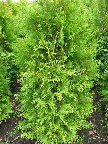 Brabant Lebensbaum - Thuja occidentalis ‘Brabant’ - kaufen & pflegen