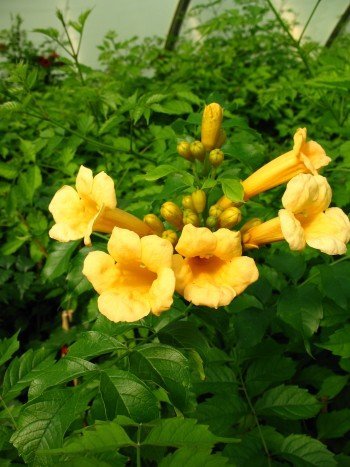 Trompetenblume Flava 80 - 100 cm hoch