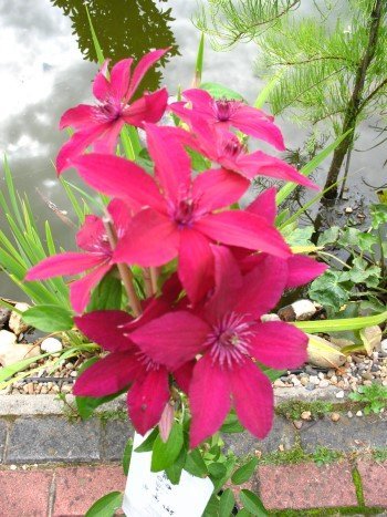 Waldrebe Rüütel - kaufen & pflegen