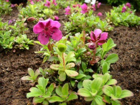 Rhododendron camtschaticum - kaufen & pflegen