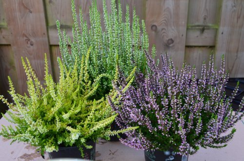 Sommerheide Calluna vulgaris Beauty Ladies ® Mix aus drei kräftigen Pflanzen 15 - 20 cm hoch im 1,2 L Pflanzontainer - kaufen & pflegen