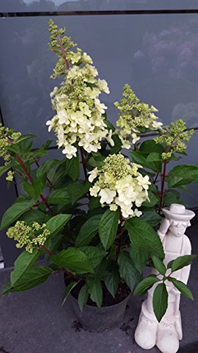 NEUHEIT! Rispenhortensie Hydrangea p…