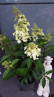 NEUHEIT! Rispenhortensie Hydrangea paniculata Candlelight – blühende Pflanze