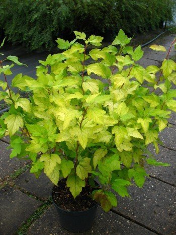 gelblaubige Blasenspiere Dart's Gold - kaufen & pflegen