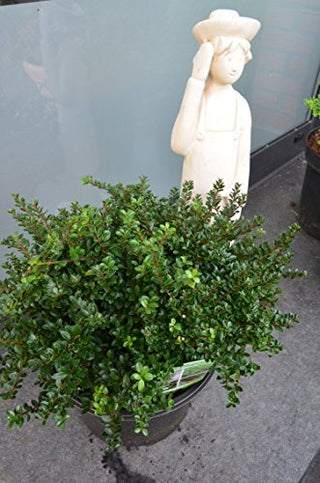 !NEUHEIT! japanische Hülse Ilex crenata Edens Paradise - kaufen & pflegen