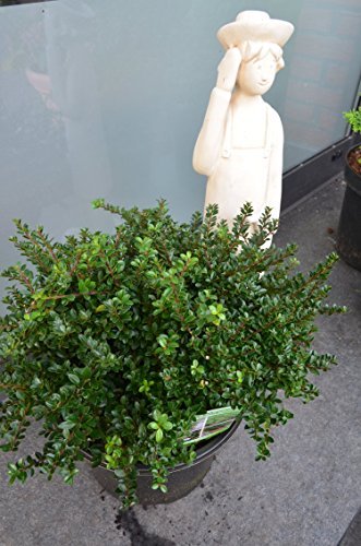 !NEUHEIT! japanische Hülse Ilex crenata Edens Paradise - kaufen & pflegen