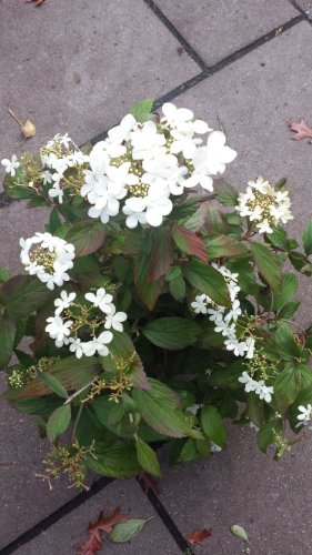 Japanischer Schneeball Viburnum plicatum Summer Snowflake – blühende Pflanze