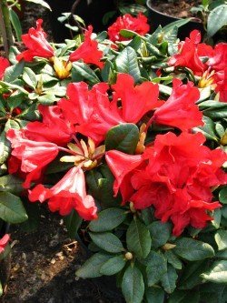 Alpenrose Baden Baden – Blüte in Nahaufnahme