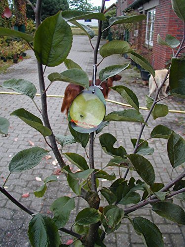 Weißer Klarapfel, Sommerapfel Busch