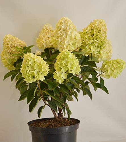 Rispenhortensie Hydrangea paniculata | Plantenwelt Wiesmoor