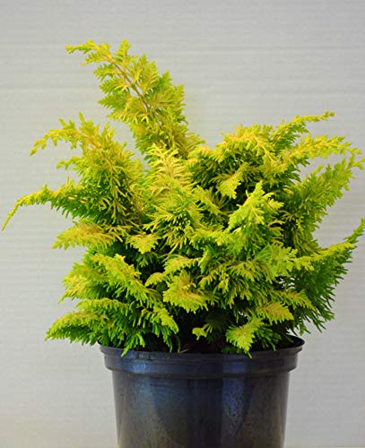 Hinoki Scheinzypresse Chamaecyparis obtusa Fernspray Gold - kaufen & pflegen
